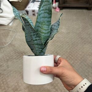 Green Snake Plant in White Pot